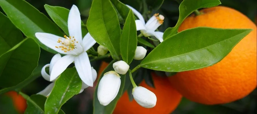 Orange Blossom