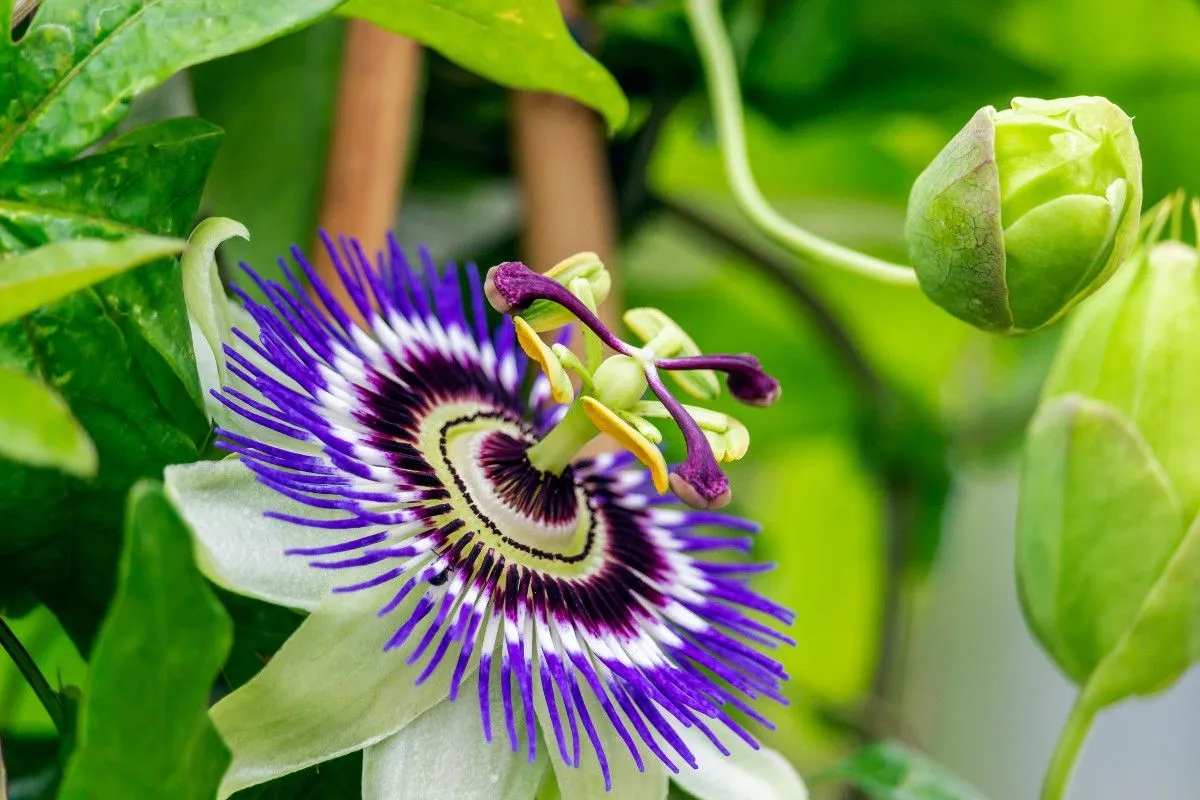 Fleur de la Passion
