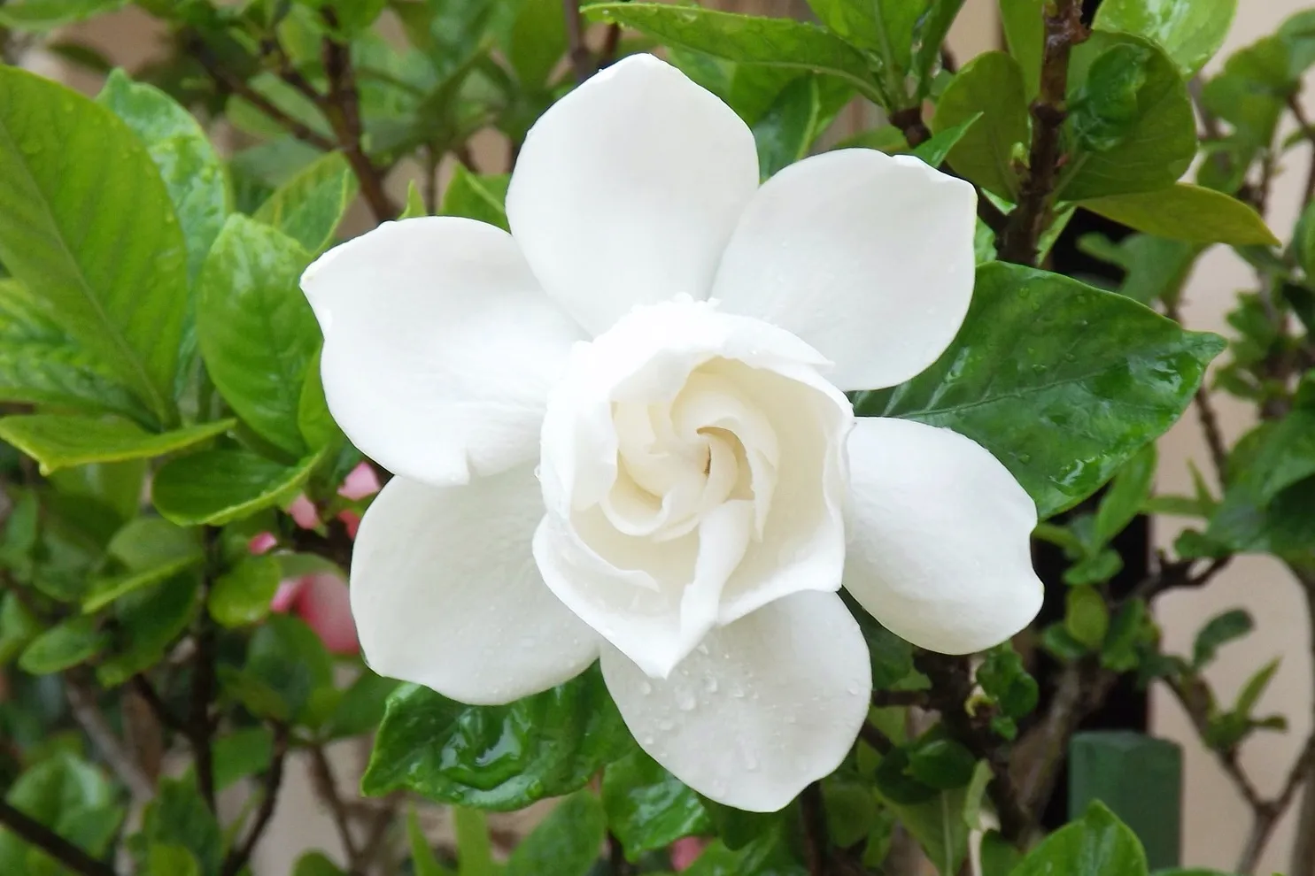 Gardenia